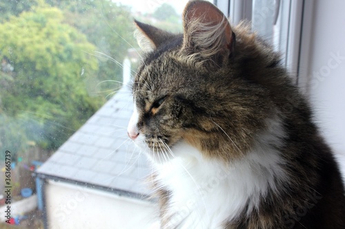 bruno the siberian forest cat