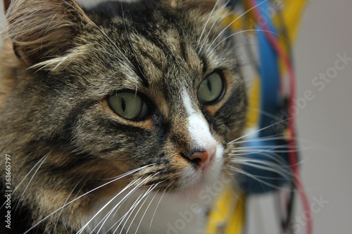 bruno the siberian forest cat