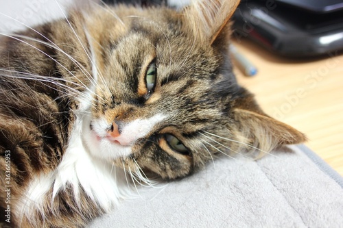 bruno the siberian forest cat