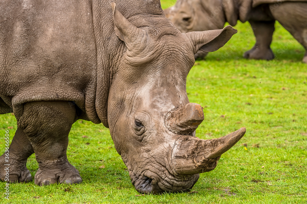 Obraz premium A close-up of the head of a dominant a white Rhinoceros grazing in front of a herd