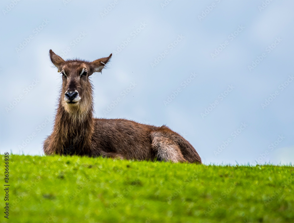 Fototapeta premium A female Kobus antelope silhouetted against the summit of a hill