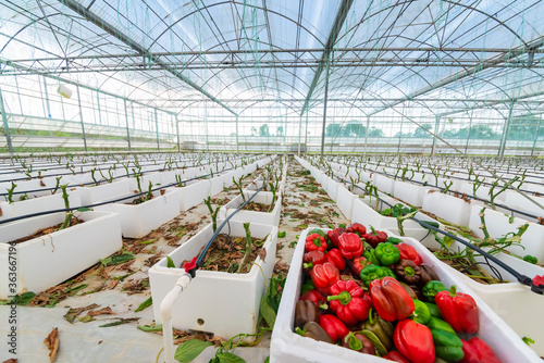 Peppers and bacon grow in modern agricultural greenhouses.