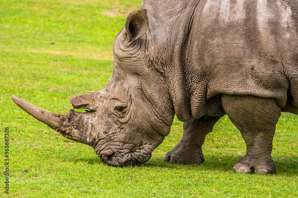 Obraz premium An impressive white Rhinoceros nibbles the grass