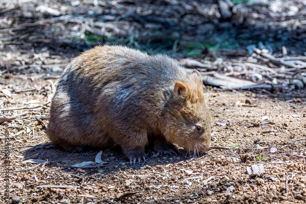 A common wombat in the wilderness of Australia during a sunny day in summer.