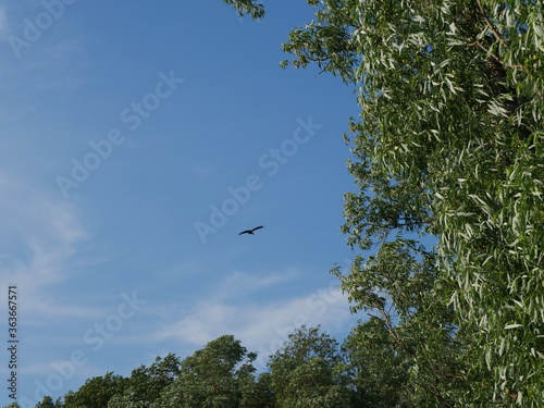 bird in flight and blue sky