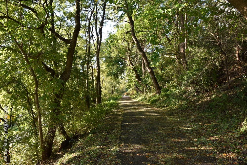 Obraz premium footpath in the forest