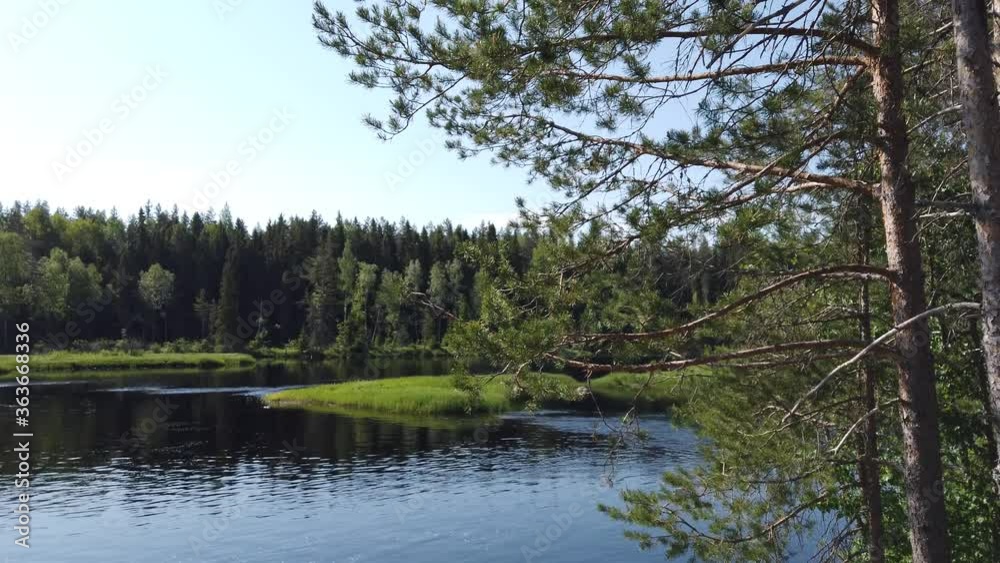 Forest lake behind the pine tree. water surface with ripples. summer day Forest lake behind the pine tree. water surface with ripples. summer day