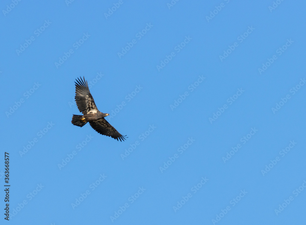 Obraz premium Bald Eagle Fledgling