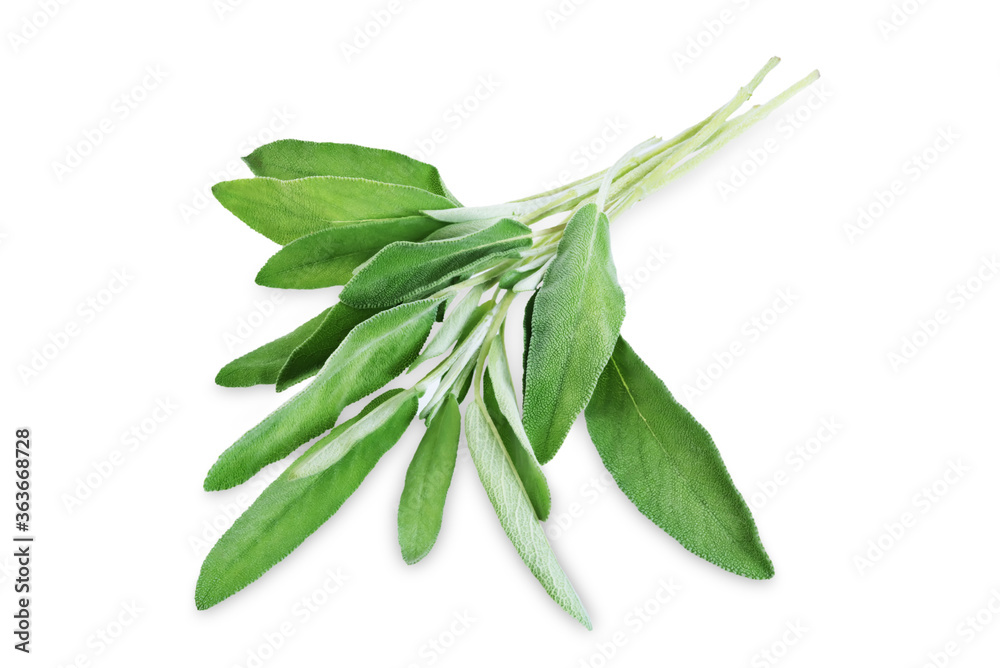 Raw green sage leaves on a white isolated background