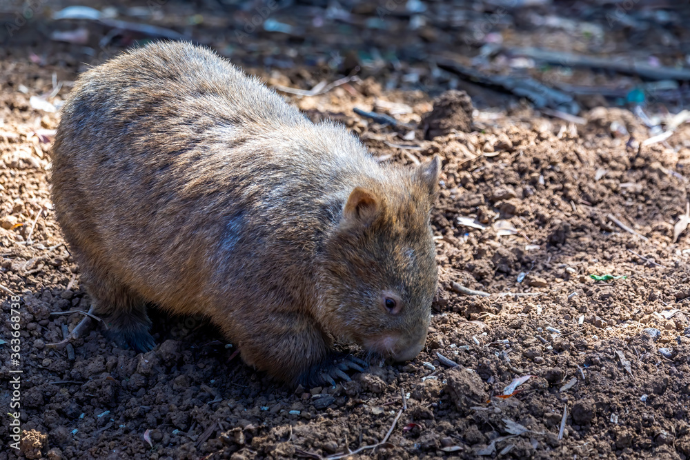 A common wombat in the wilderness of Australia during a sunny day in summer. A common wombat in the wilderness of Australia during a sunny day in summer.