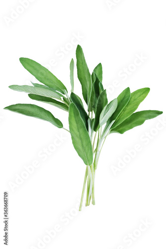 Raw green sage leaves on a white isolated background