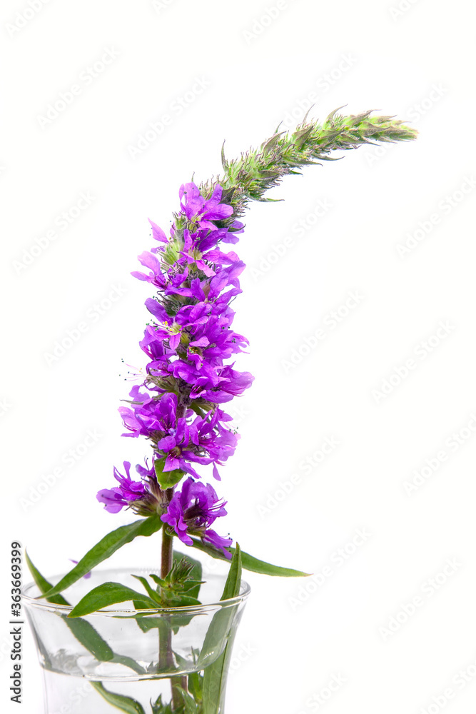 Fototapeta premium Purple loosestrife, Spiked loosestrife or Purple lythrum (Lythrum salicaria).