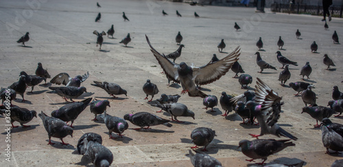 Lovely wild pigeons bird live in urban environment