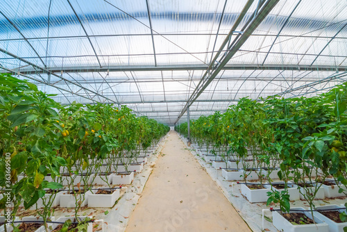 Peppers and bacon grow in modern agricultural greenhouses.