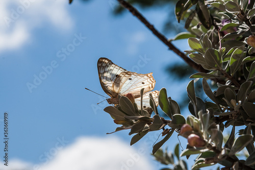 Fototapeta Naklejka Na Ścianę i Meble -  Uma borboleta em árvore.