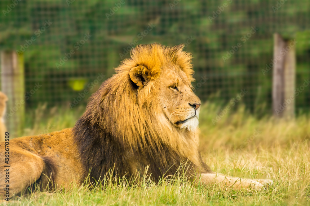 An impressive male lion sits watchfully in the grass An impressive male lion sits watchfully in the grass