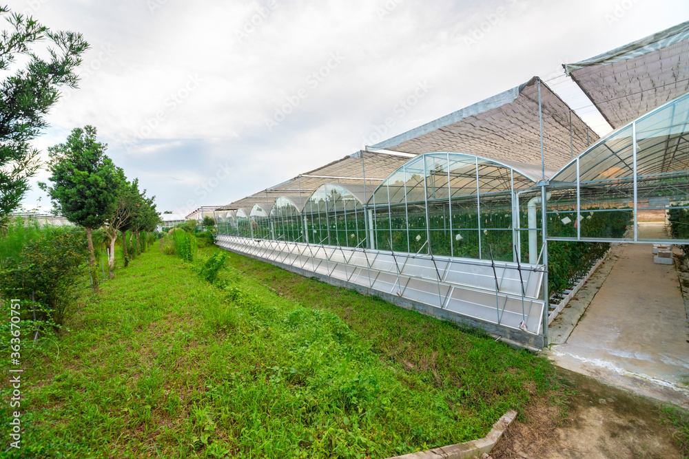 The greenhouse of modern agriculture is under the blue sky and white clouds. The greenhouse of modern agriculture is under the blue sky and white clouds.
