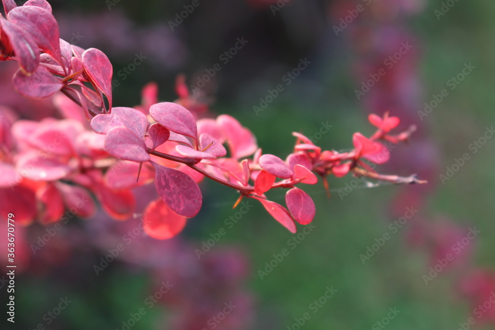 WARM RED IN THE WOOD WARM RED IN THE WOOD