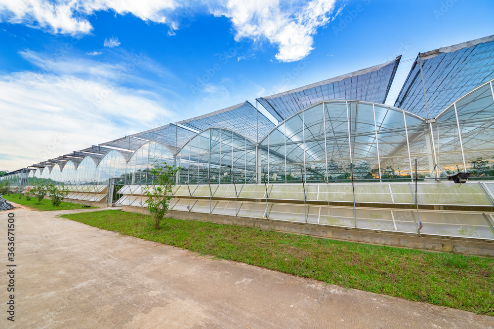 The greenhouse of modern agriculture is under the blue sky and white clouds.