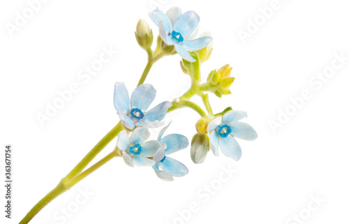 Fototapeta Naklejka Na Ścianę i Meble -  oxypetalum flower isolated