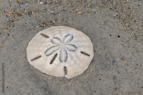 Sand Dollar in Sand