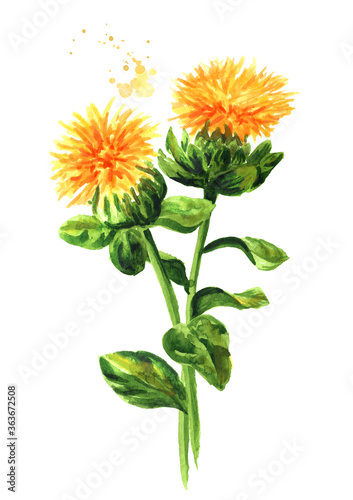 Valokuva Safflower's flower and twig, Hand drawn watercolor illustration isolated on whit