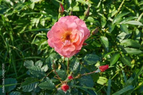 rose westerland, Westerland, KORlawe, KORwest, Climbing Westerland with shoots on dark green grass background