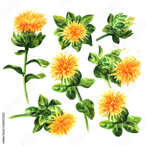 Safflower's flower set, Hand drawn watercolor illustration isolated on white background