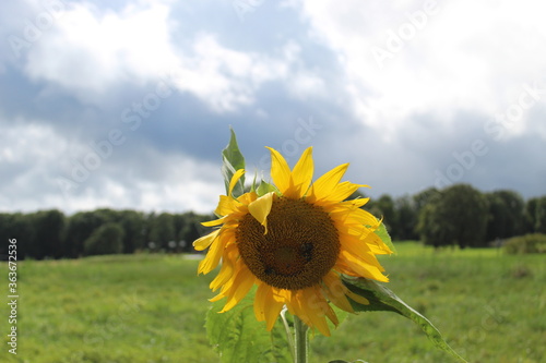 sunflower on a field