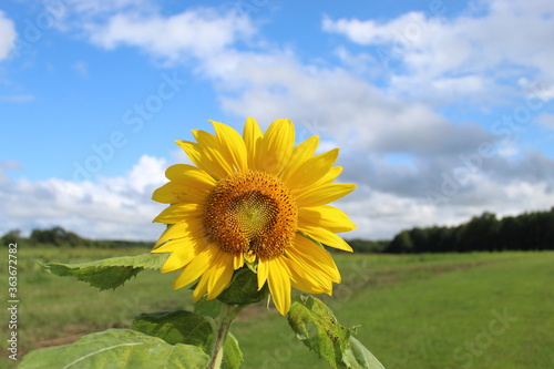 sunflower field in the summer