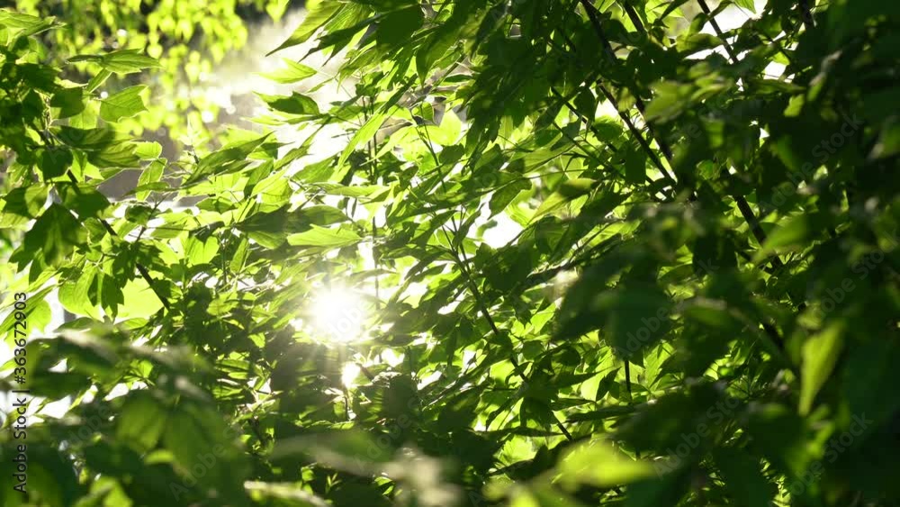 Beautiful soft gold sparkling sunlight bursting through green spring branches of old trees growing outside. Beautiful soft gold sparkling sunlight bursting through green spring branches of old trees growing outside.