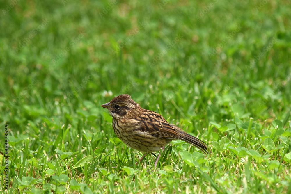 sparrow on grass sparrow on grass