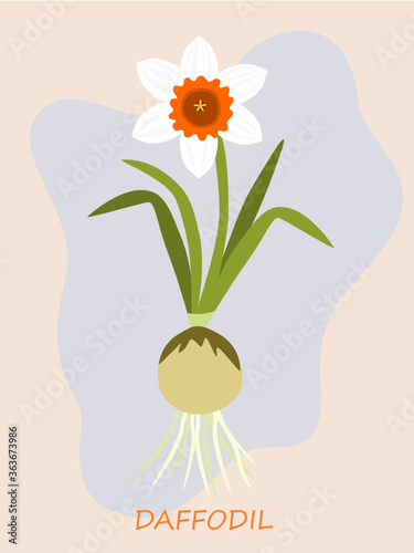 White daffodil with rhizome and roots isolated on pastel background. Narcissus poeticus. Flat style. Botanical illustration.