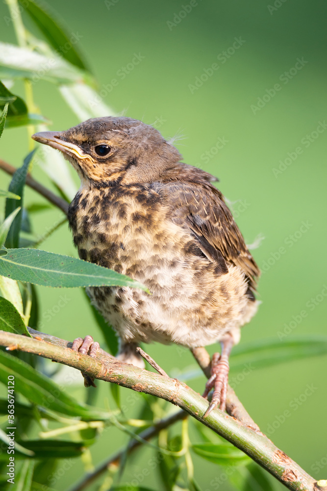 Fototapeta premium nestling thrush the Fieldfare.