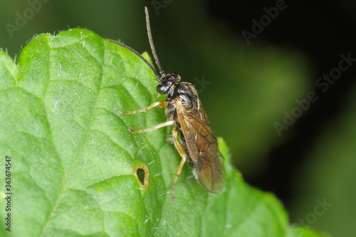 Imago of hymenoptera from Symphyta called sawflies on blackcurrant leaf. © Tomasz