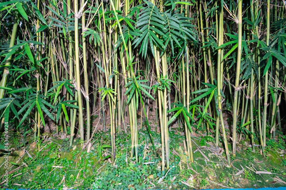 Obraz premium Bamboo of a small bamboo forest in a modern greenhouse.