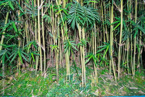 Bamboo of a small bamboo forest in a modern greenhouse.