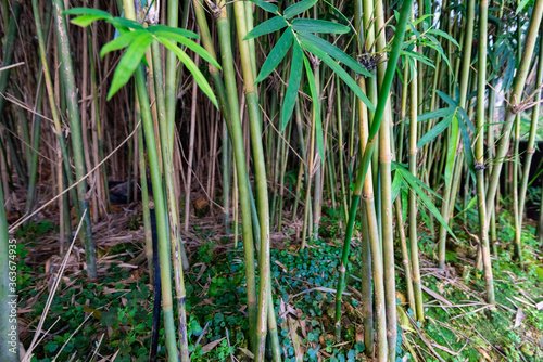 Bamboo of a small bamboo forest in a modern greenhouse.