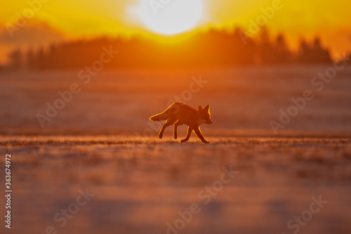 red fox (Vulpes vulpes) running early in the morning across a snow field at sunrise