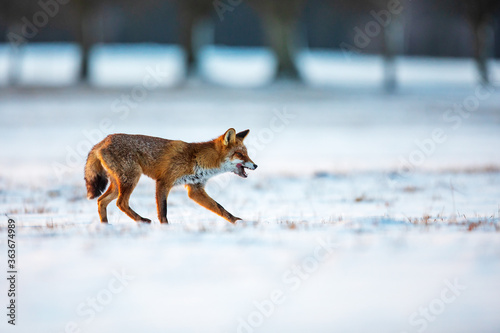 red fox (Vulpes vulpes) in a snowy landscape at dawn
