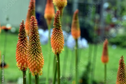 Fackellilien auf einer Wiese photo