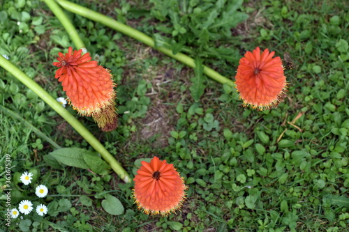 Fackellilien auf einer Wiese photo