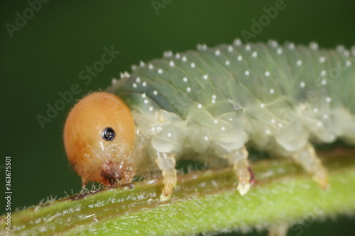 Rose sawfly Allantus cinctus on damaged rose leaf. It is pest of roses. photo