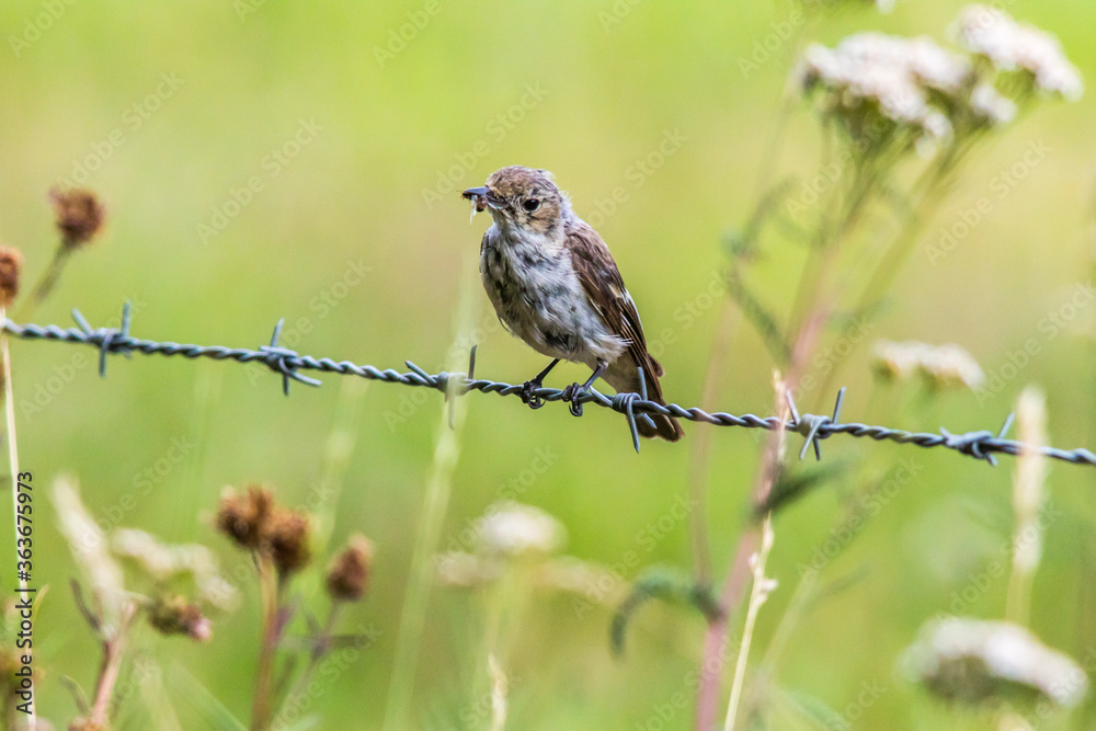 European Pied Flycatcher (Ficedula hypoleuca)