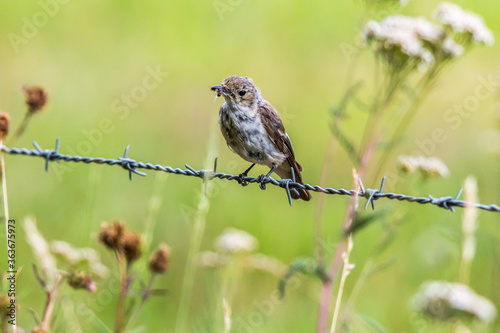 Obraz na płótnie European Pied Flycatcher (Ficedula hypoleuca) w salonie
