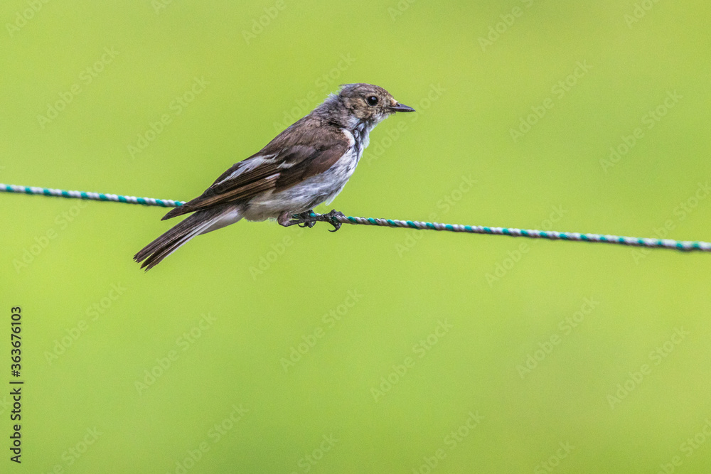 European Pied Flycatcher (Ficedula hypoleuca)