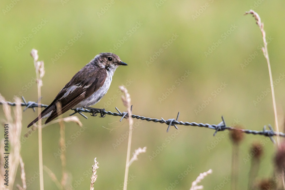 European Pied Flycatcher (Ficedula hypoleuca)