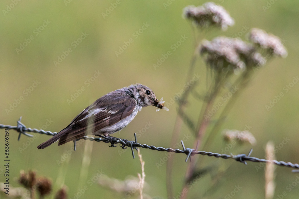 European Pied Flycatcher (Ficedula hypoleuca)