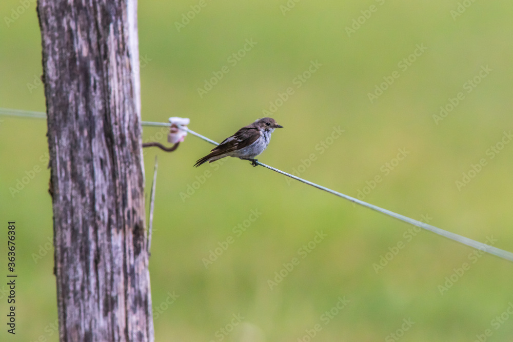 European Pied Flycatcher (Ficedula hypoleuca)