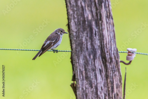 Obraz na płótnie European Pied Flycatcher (Ficedula hypoleuca) w salonie
